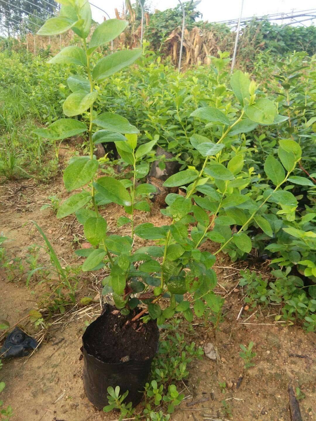 耐寒瑞卡藍莓苗品種瑞卡藍莓畝產量