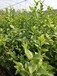 愛科藍莓三年生德雷柏藍莓苗,天津德雷柏藍莓苗制作精良