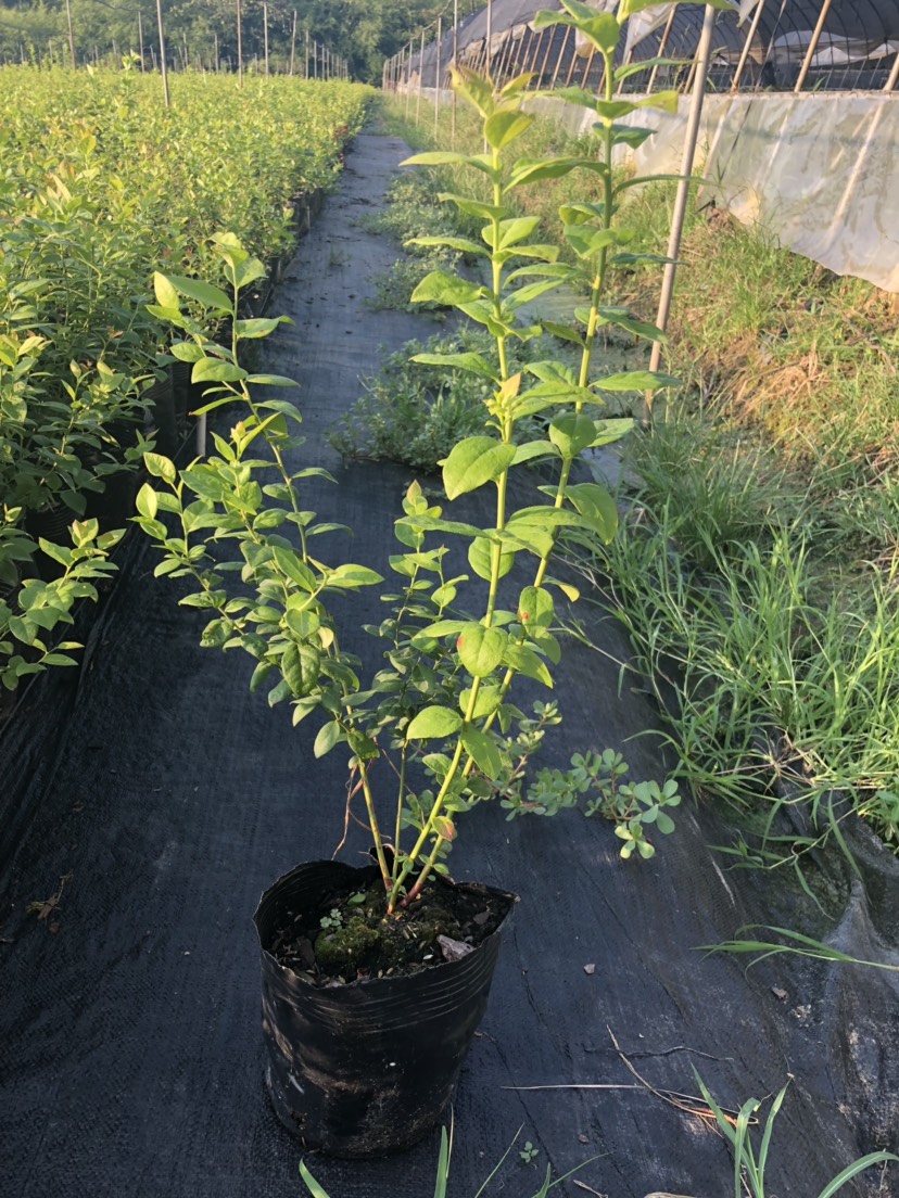 耐寒瑞卡藍莓苗品種瑞卡藍莓畝產量