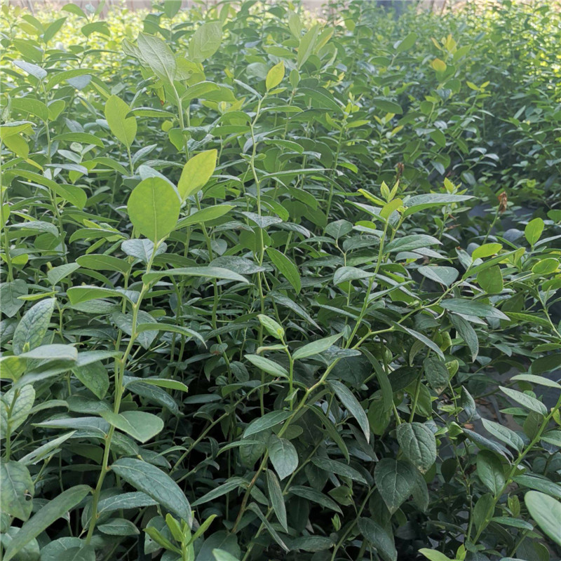 瑞卡藍(lán)莓樹苗繁育基地瑞卡藍(lán)莓畝產(chǎn)量