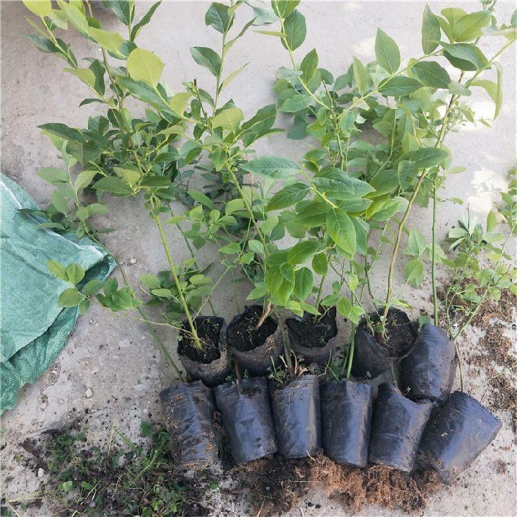 遼寧瑞卡藍莓苗品種品種優(yōu)良瑞卡藍莓苗