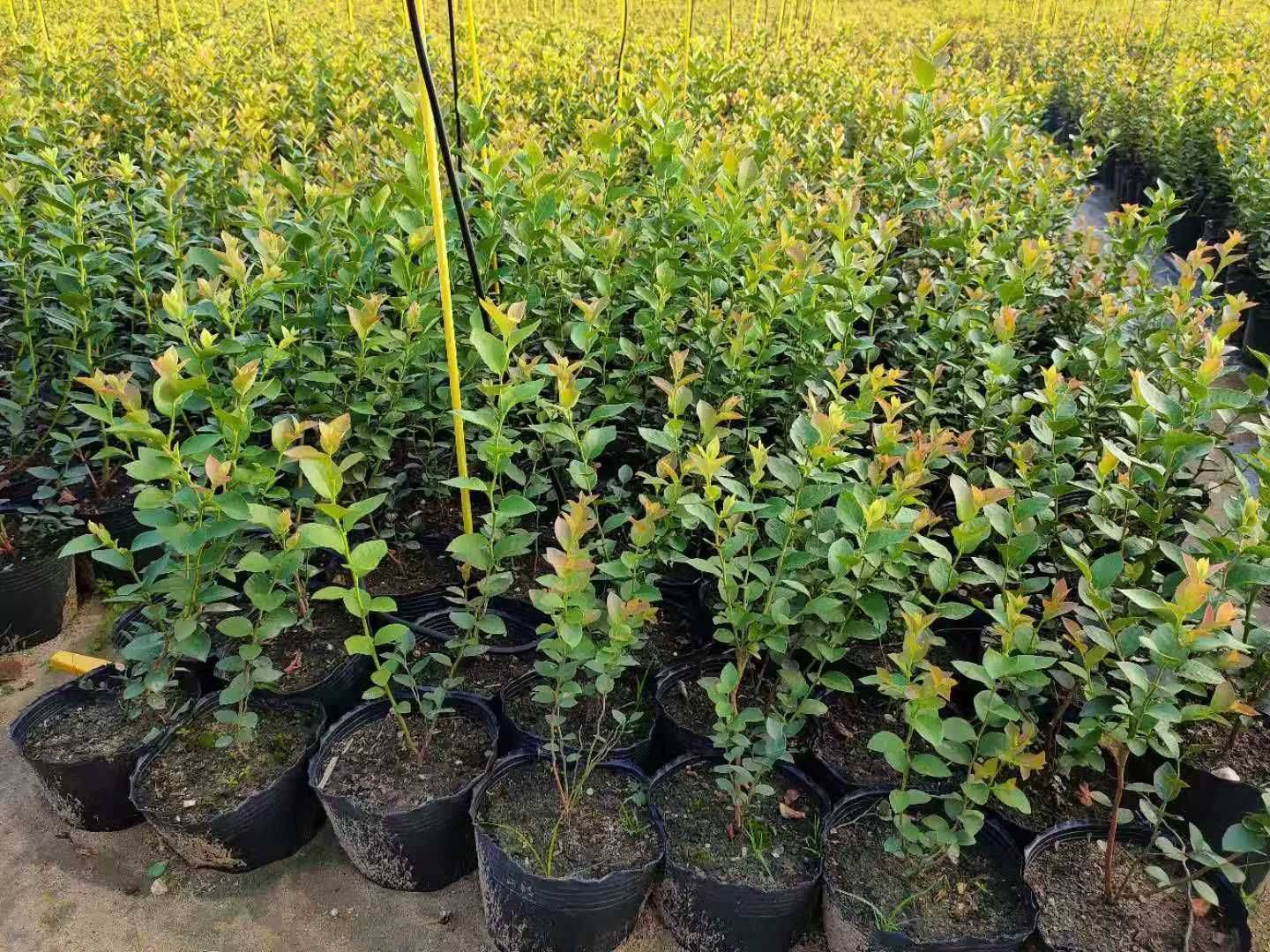 泰安瑞卡藍(lán)莓苗苗木培育瑞卡藍(lán)莓樹苗抗寒能力