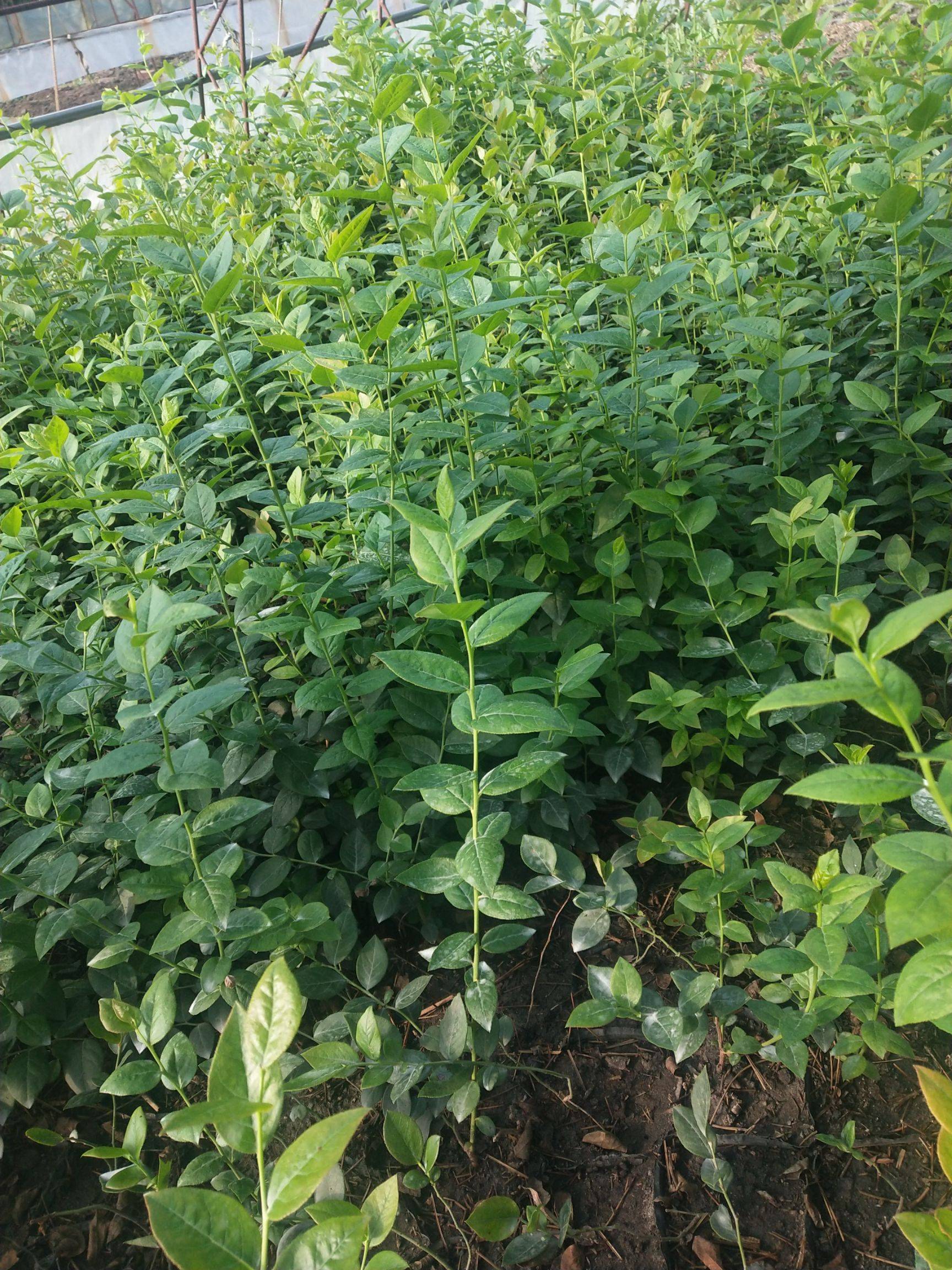 晚熟瑞卡藍莓苗品種瑞卡藍莓樹苗順豐包郵