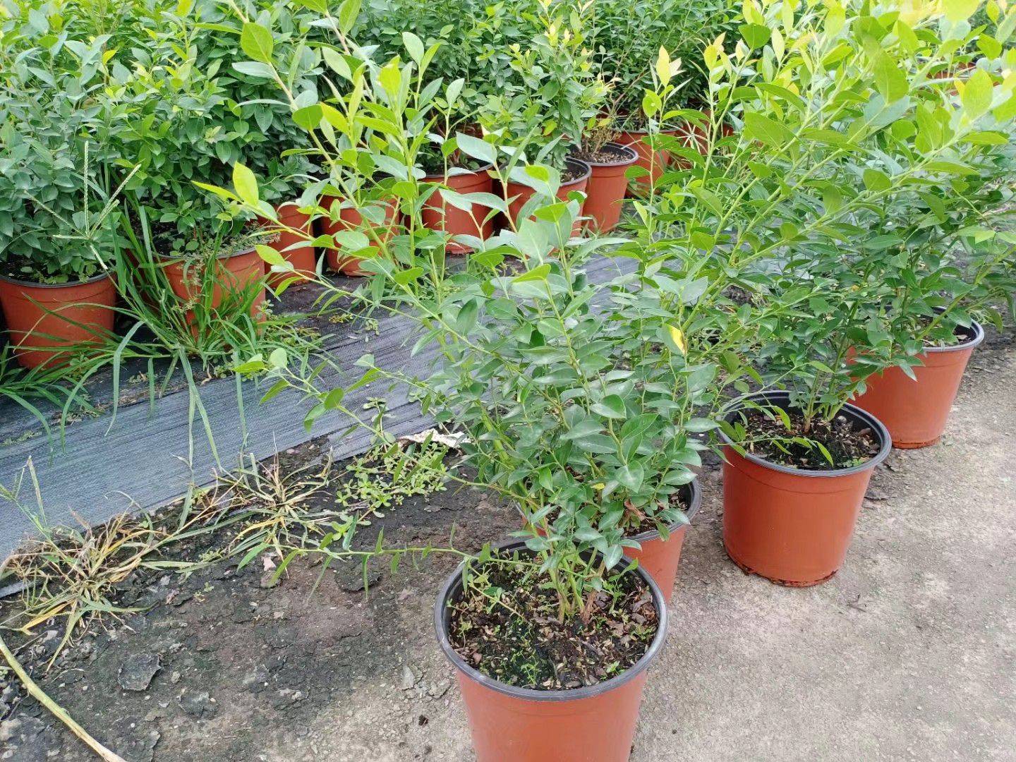 晚熟瑞卡藍莓苗品種瑞卡藍莓樹苗順豐包郵