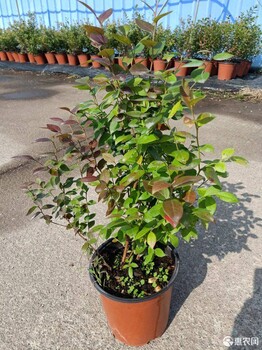 耐寒瑞卡藍(lán)莓苗大型育苗場瑞卡藍(lán)莓樹苗順豐包郵