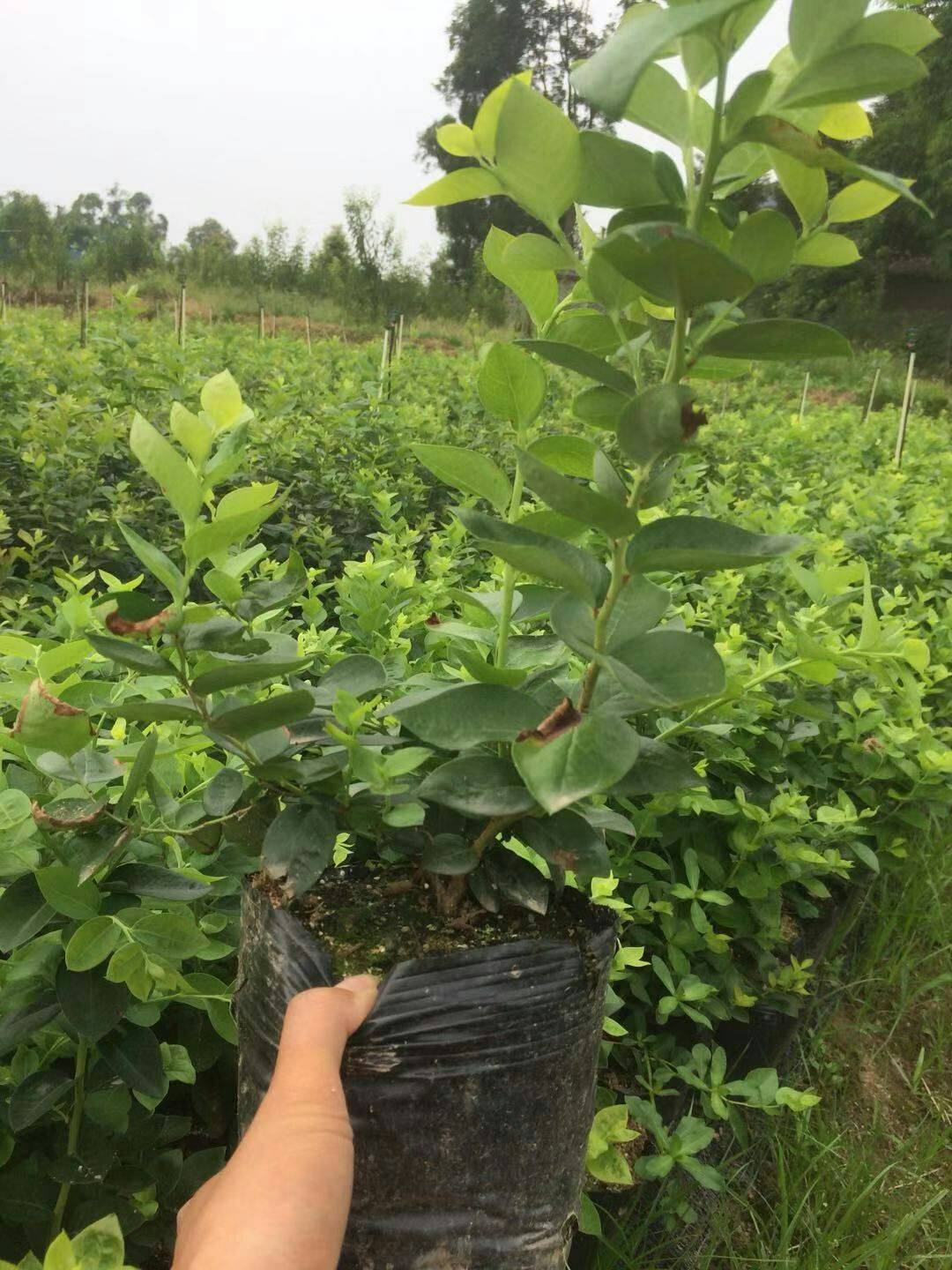 中晚熟瑞卡藍(lán)莓苗大型育苗場(chǎng)瑞卡藍(lán)莓苗的栽培方法