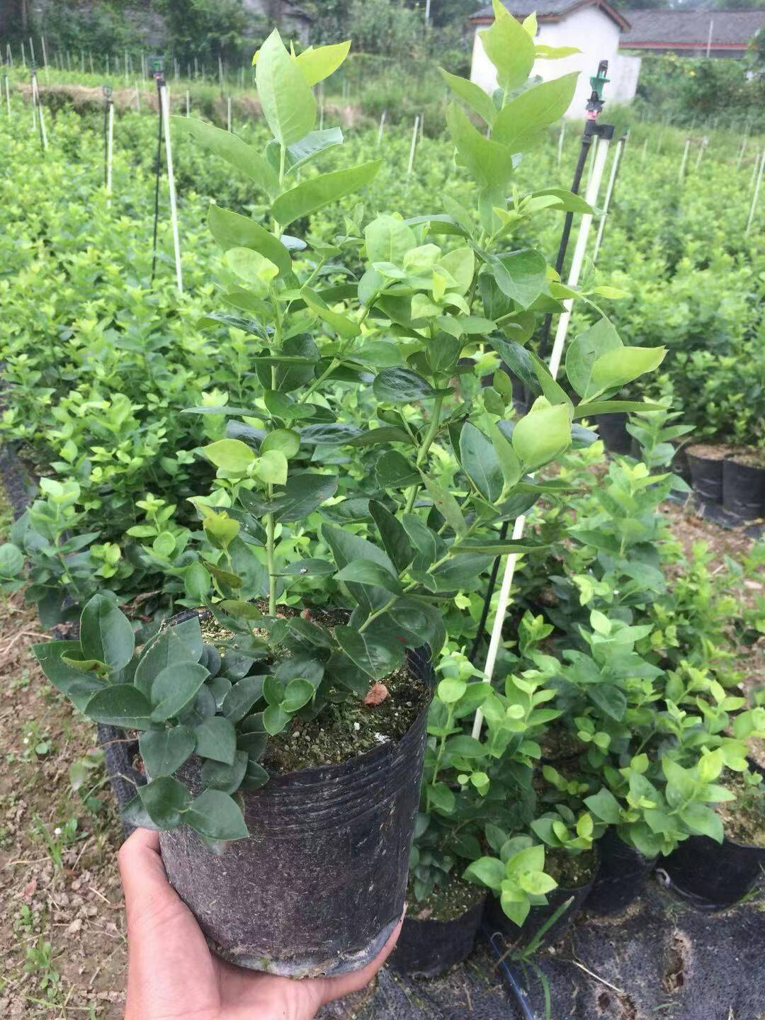 耐寒瑞卡藍(lán)莓苗大型育苗場瑞卡藍(lán)莓樹苗順豐包郵