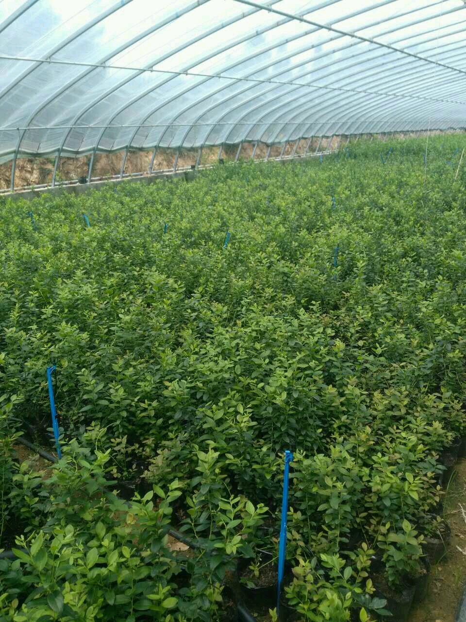 耐寒瑞卡藍莓苗品種瑞卡藍莓畝產量
