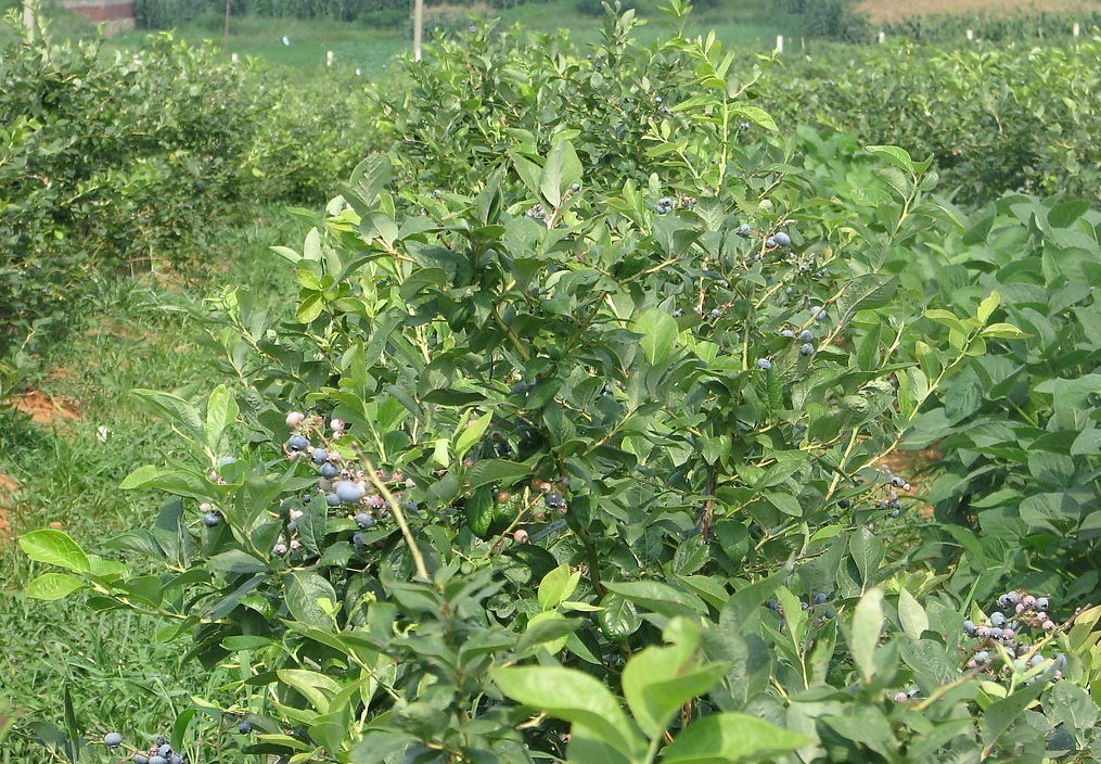 泰安春高藍(lán)莓苗種植技術(shù)春高藍(lán)莓苗幾月修剪