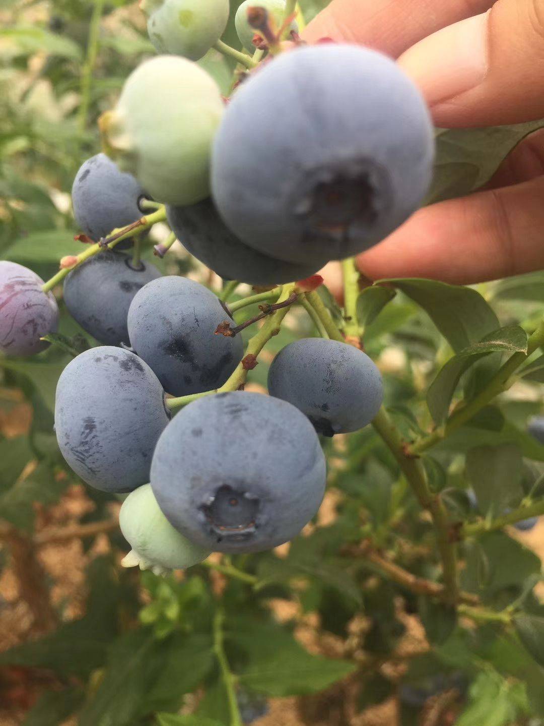 春高蓝莓树苗批发价格春高蓝莓苗种植要求