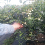春高蓝莓树苗批发价格春高蓝莓苗种植要求