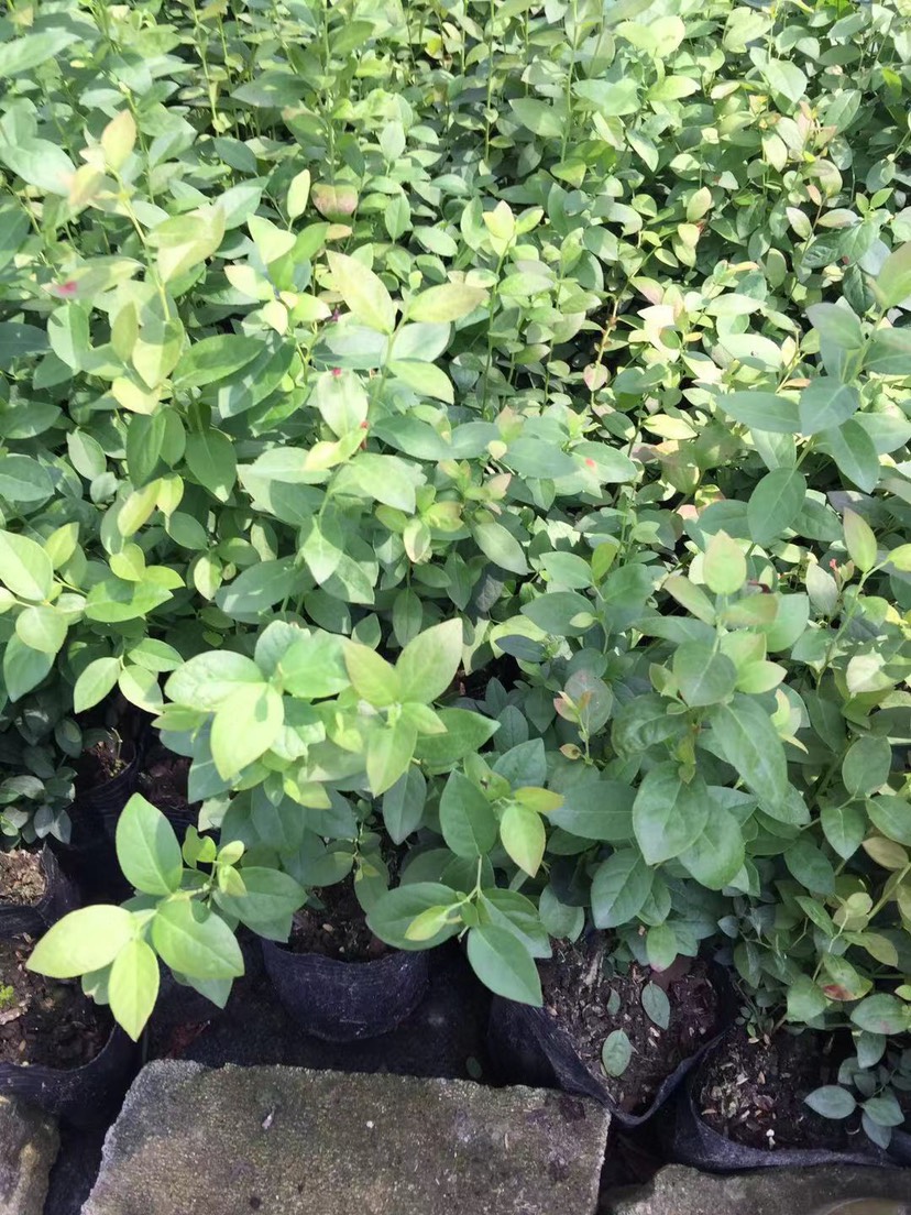泰安春高藍(lán)莓苗種植技術(shù)春高藍(lán)莓苗幾月修剪