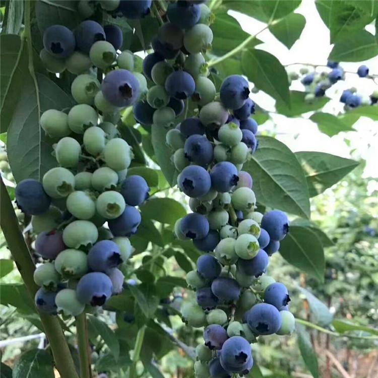 泰安春高藍(lán)莓苗種植技術(shù)春高藍(lán)莓苗幾月修剪