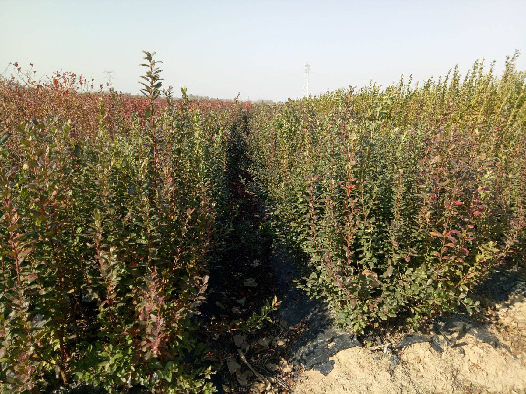 泰安春高藍(lán)莓苗種植技術(shù)春高藍(lán)莓苗幾月修剪