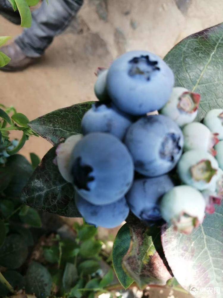 組培脫毒春高藍(lán)莓苗批發(fā)價格春高藍(lán)莓苗根系發(fā)達(dá)