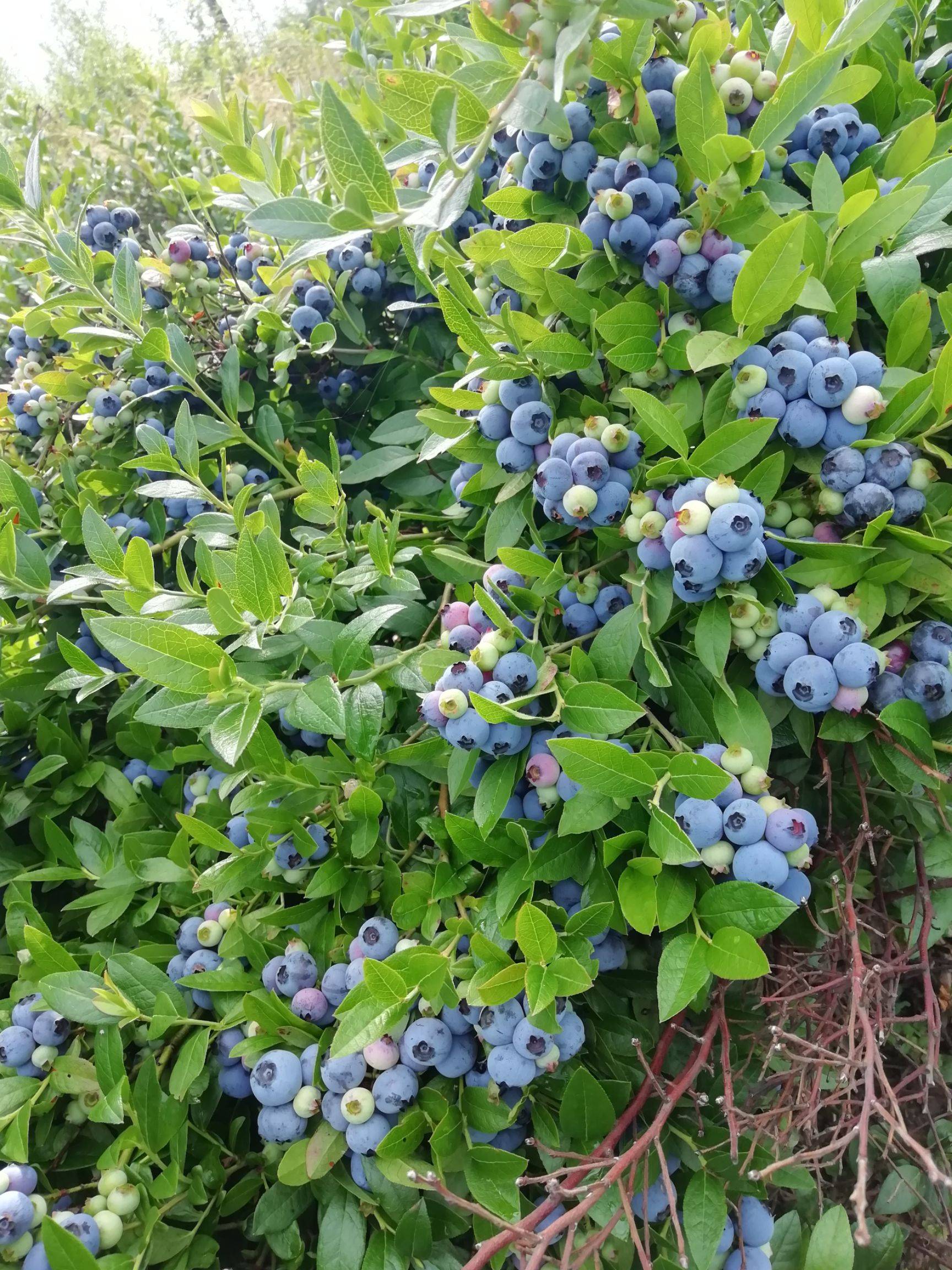 南高丛春高蓝莓苗大型育苗基地春高蓝莓苗顺丰包邮