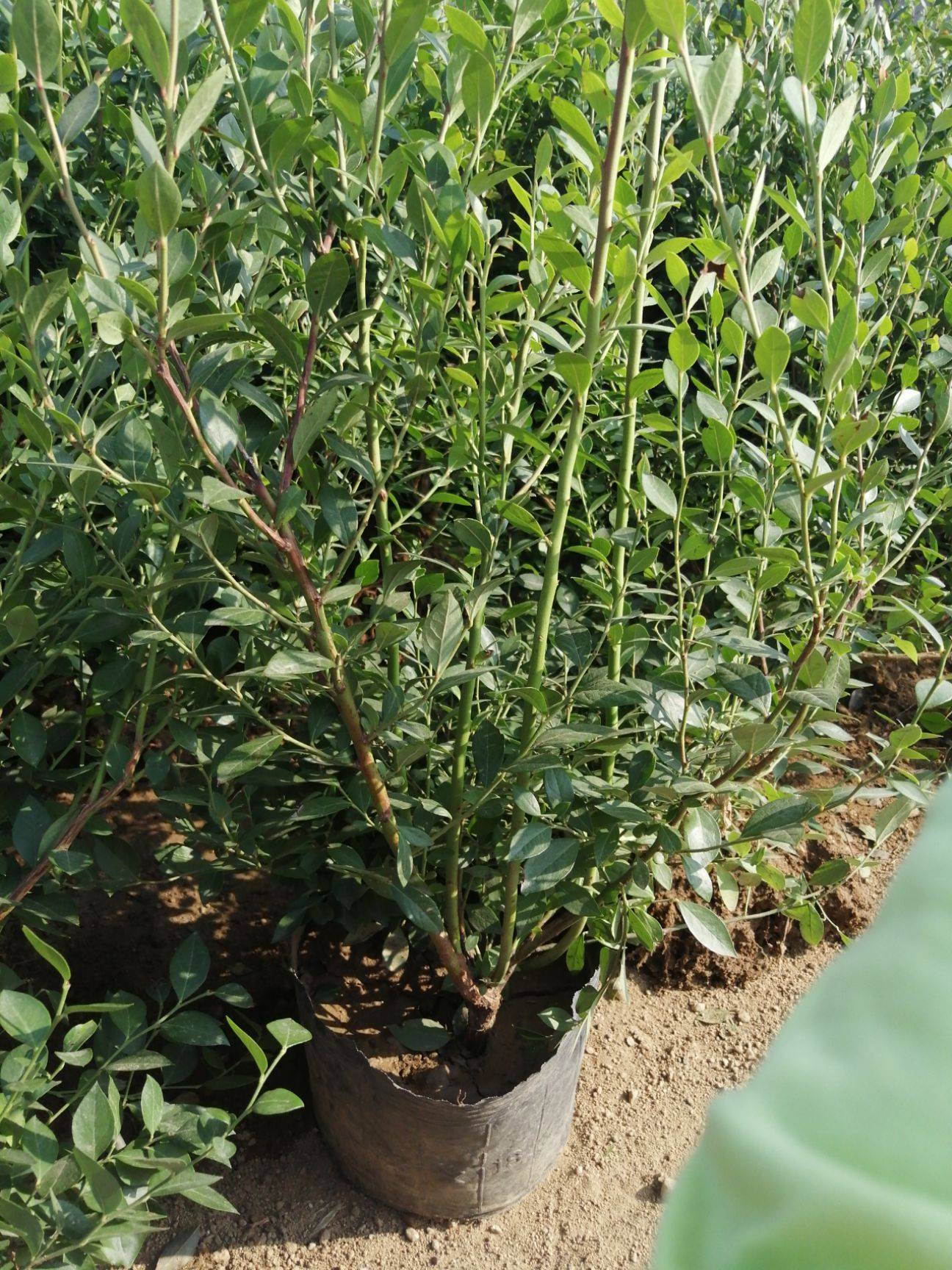 泰安春高藍(lán)莓苗種植技術(shù)春高藍(lán)莓苗幾月修剪