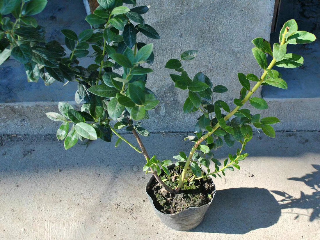泰安春高藍(lán)莓苗種植技術(shù)春高藍(lán)莓苗幾月修剪