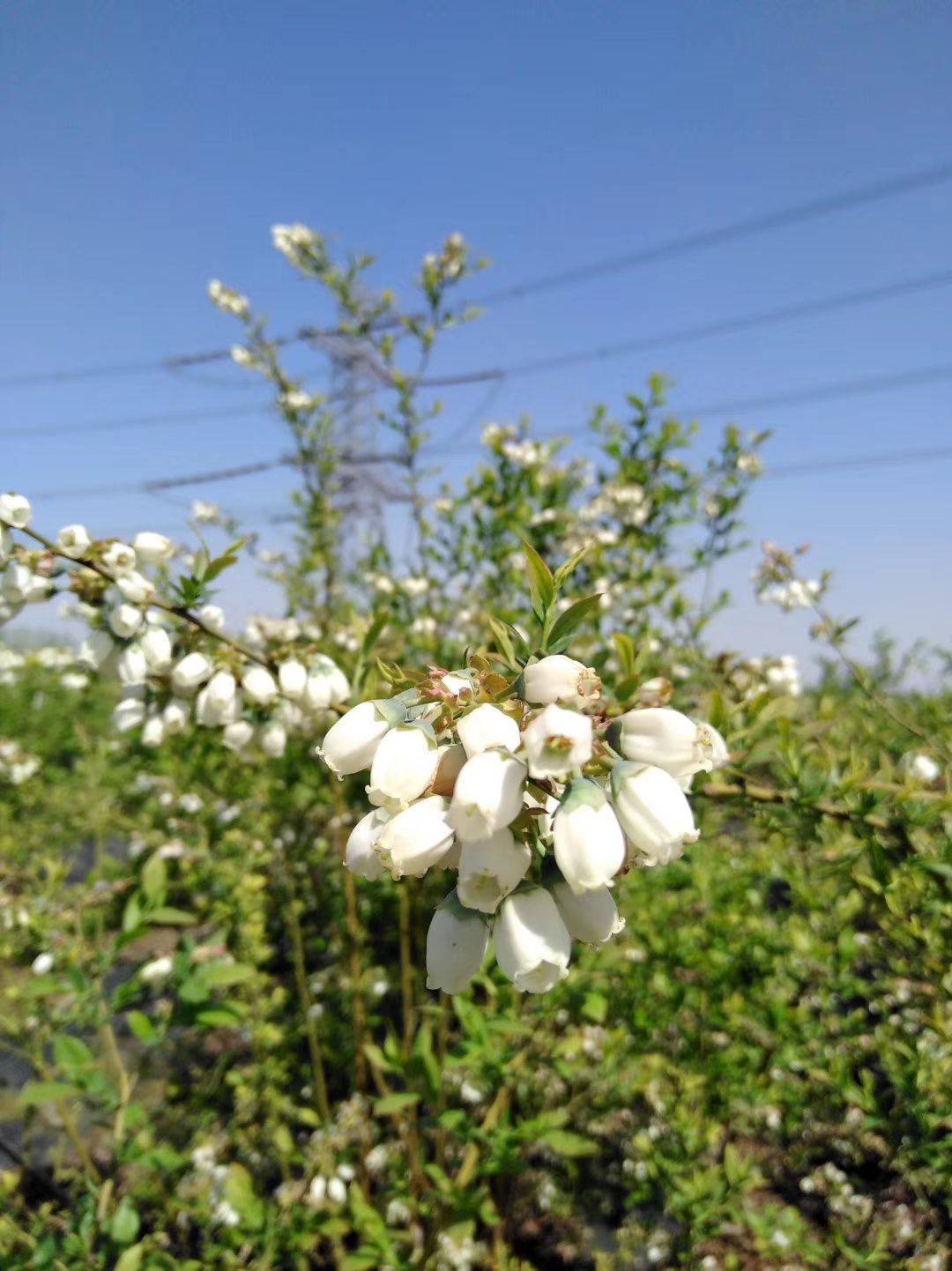 組培脫毒春高藍(lán)莓苗批發(fā)價格春高藍(lán)莓苗根系發(fā)達(dá)