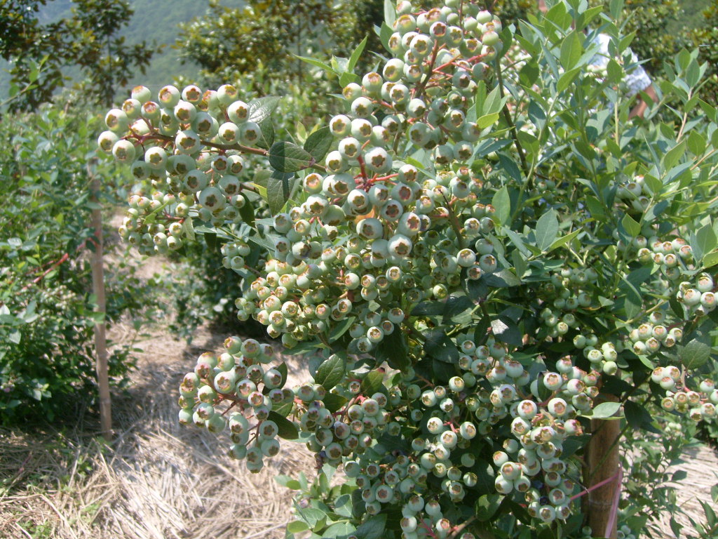 脱毒追雪蓝莓苗大型繁育基地追雪蓝莓苗种植要求