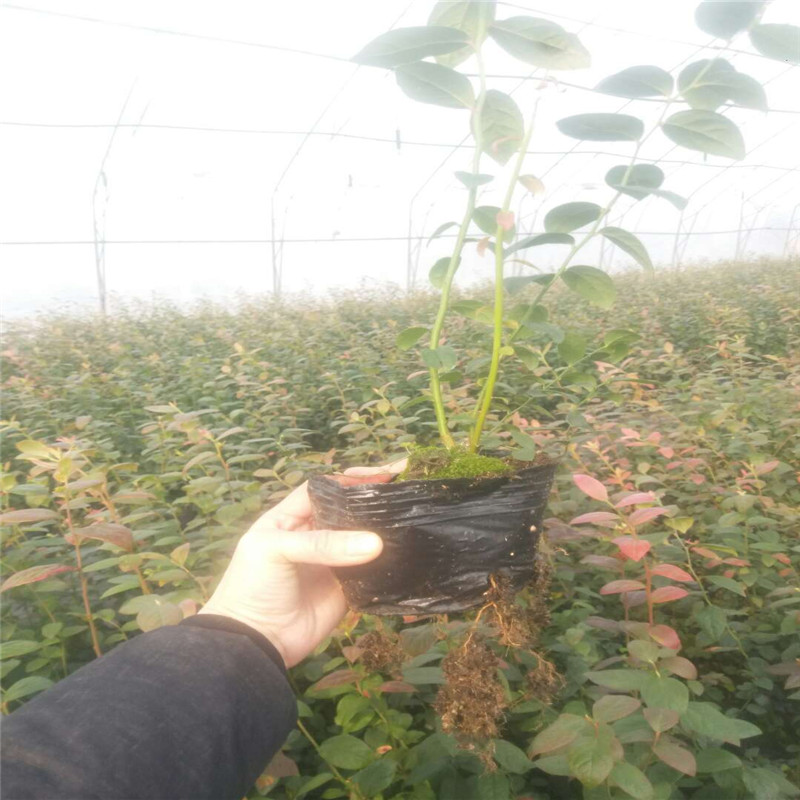 早熟追雪藍莓苗種植技術(shù)追雪藍莓苗種植要求