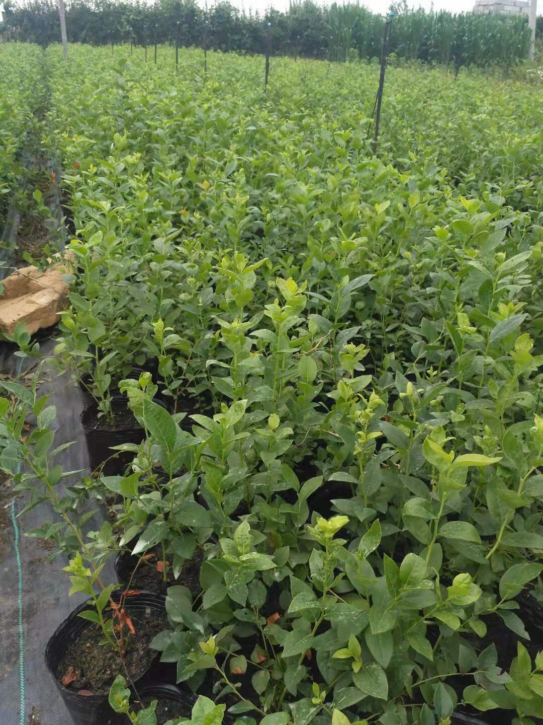 山東追雪藍(lán)莓苗大型育苗基地追雪藍(lán)莓苗種植要求