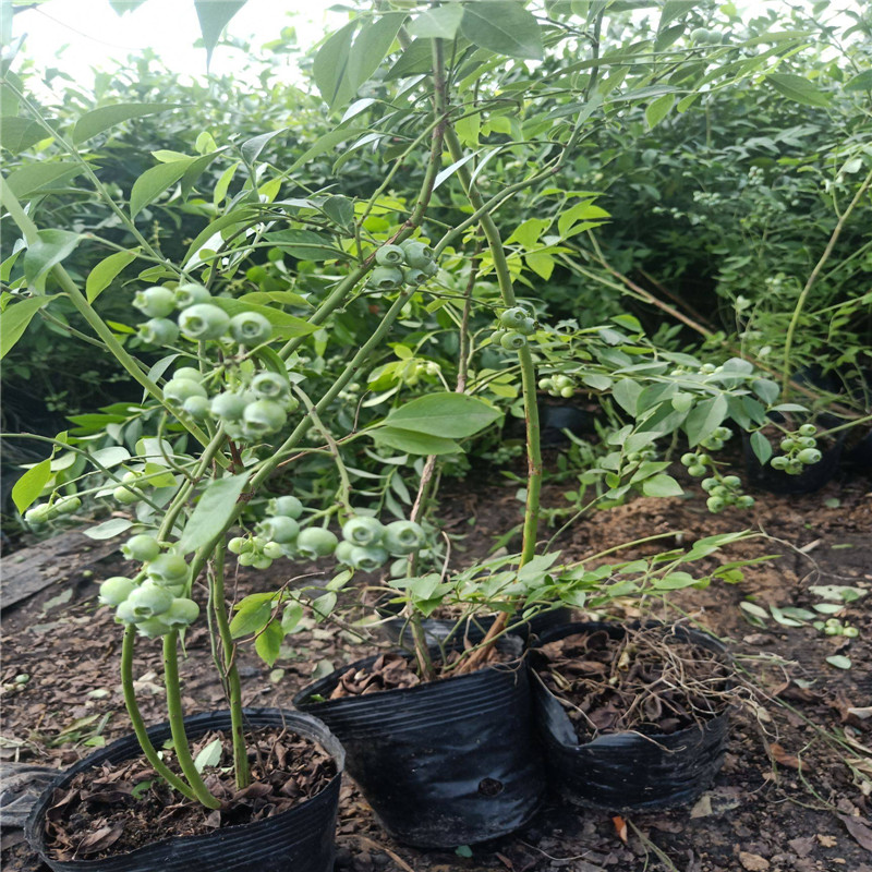 追雪蓝莓苗种植技术追雪蓝莓苗苗木粗壮