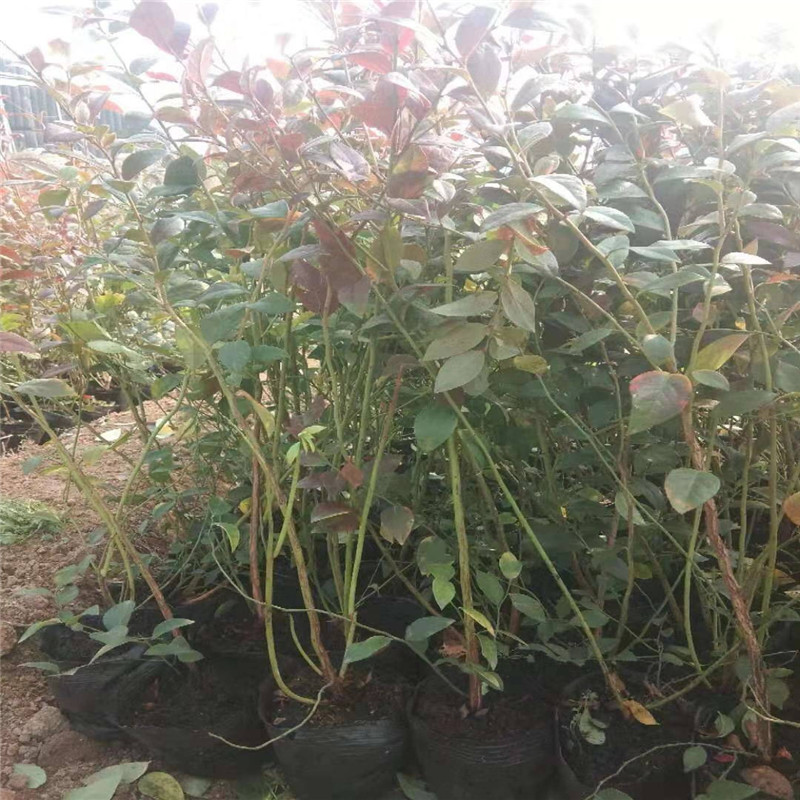 早熟追雪藍莓苗種植技術(shù)追雪藍莓苗種植要求