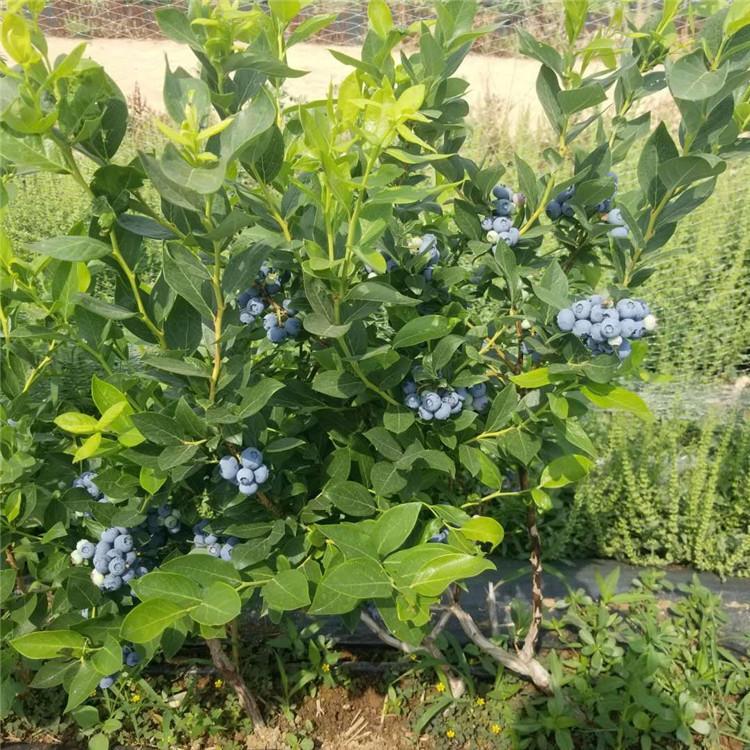山東追雪藍莓苗品種介紹追雪藍莓苗根系發(fā)達