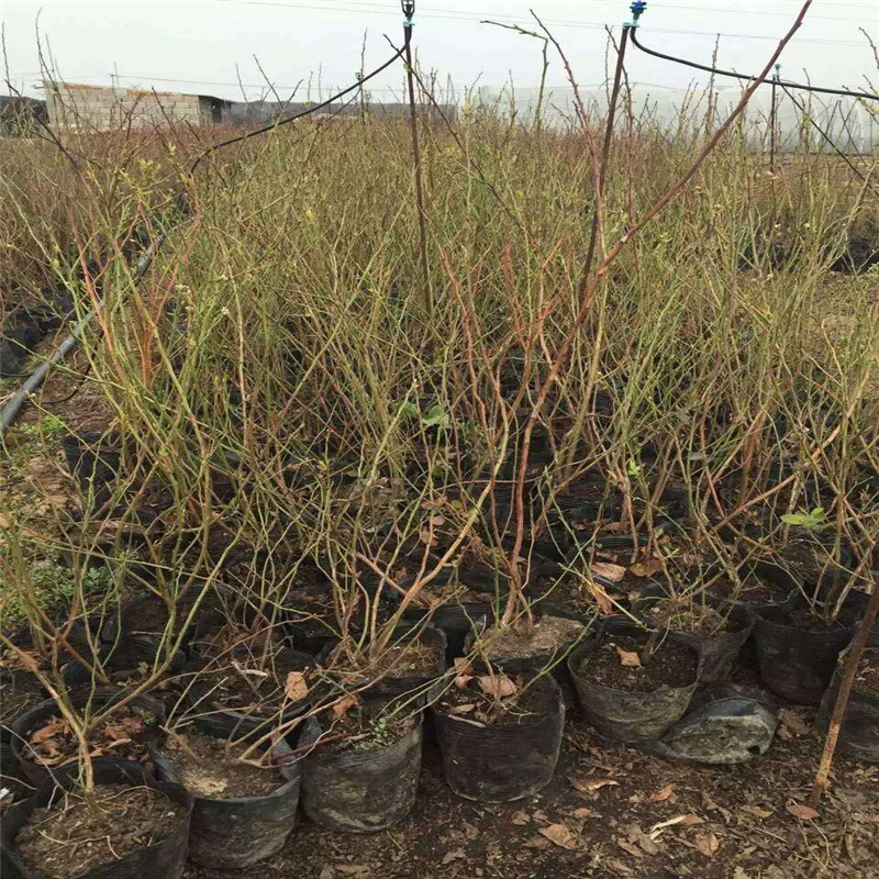 脱毒追雪蓝莓苗大型繁育基地追雪蓝莓苗种植要求