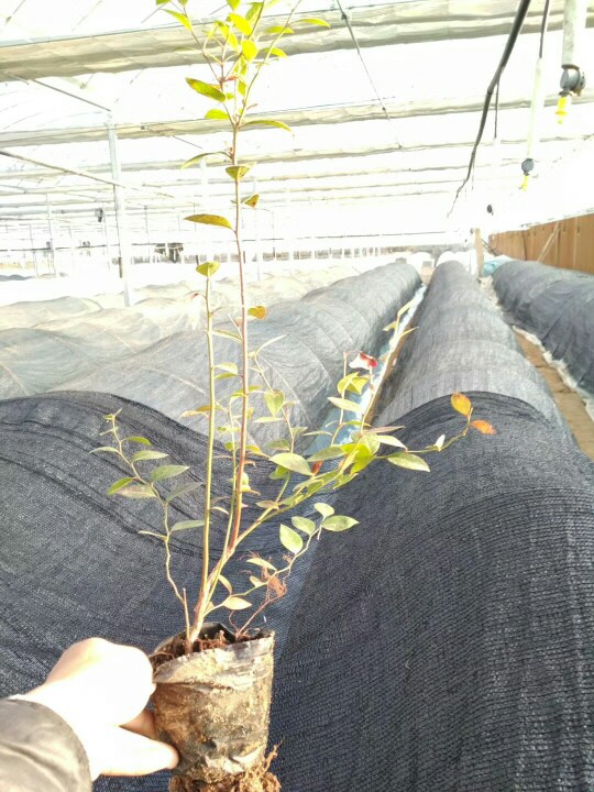 脱毒追雪蓝莓苗大型繁育基地追雪蓝莓苗种植要求