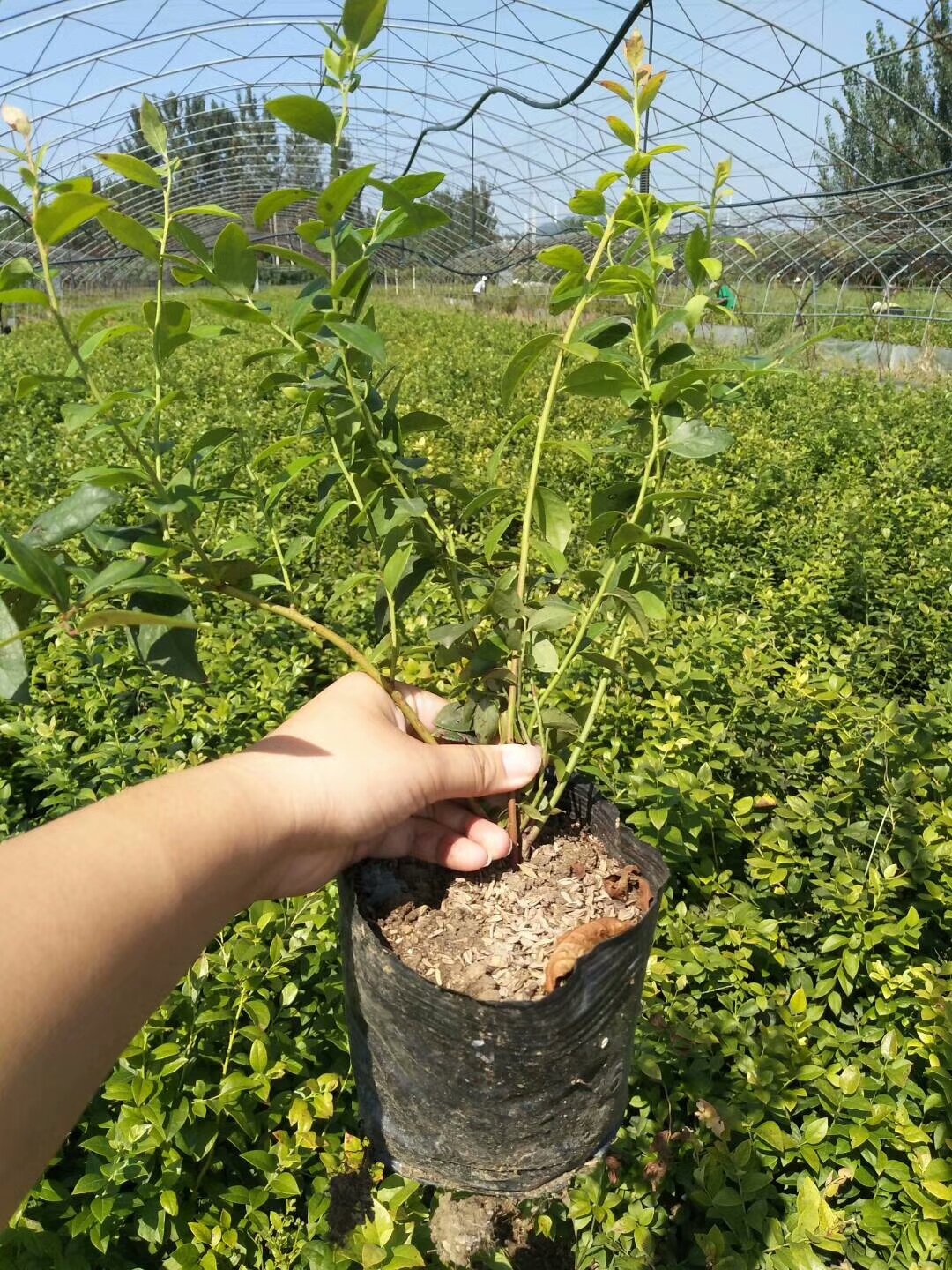早熟追雪藍莓苗種植技術(shù)追雪藍莓苗種植要求