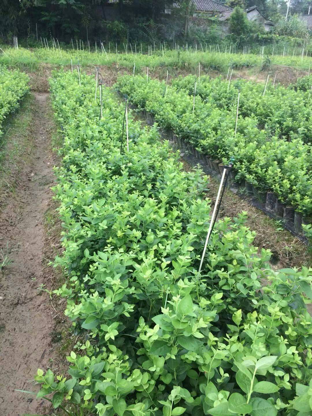山東追雪藍(lán)莓苗大型育苗基地追雪藍(lán)莓苗種植要求