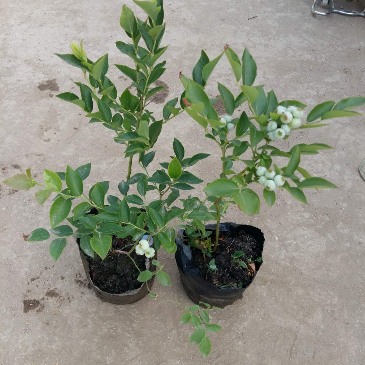山東云雀藍莓苗栽培技術云雀藍莓苗幾月修剪