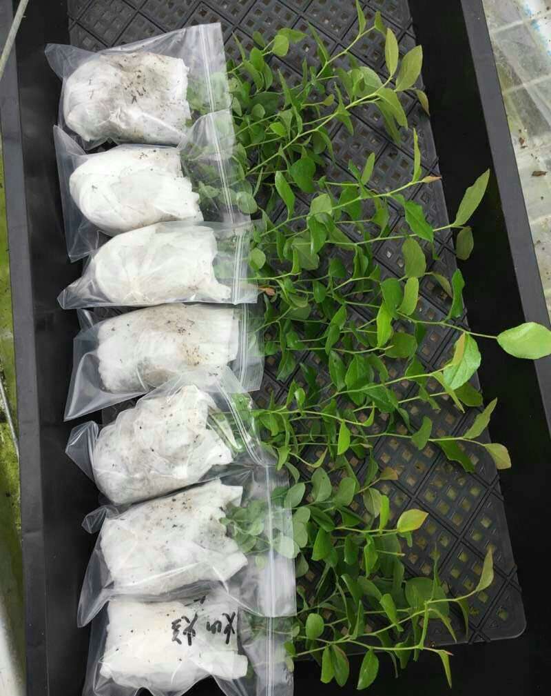 泰安云雀藍莓苗品種介紹云雀藍莓苗根系發(fā)達