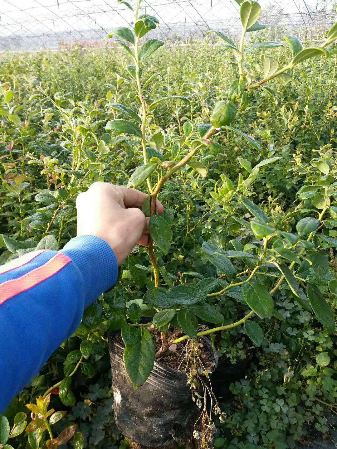 云雀藍莓樹苗培育基地云雀藍莓苗根系發(fā)達
