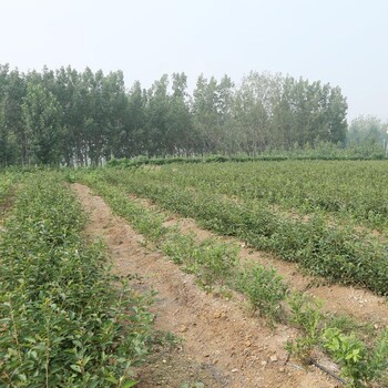 早熟云雀藍(lán)莓苗種植技術(shù)云雀藍(lán)莓苗幾月種植
