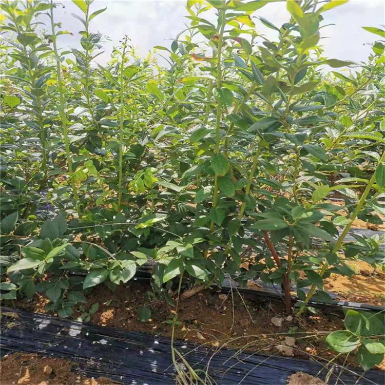 云雀藍莓樹苗培育基地云雀藍莓苗根系發(fā)達