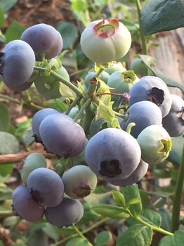 组培脱毒云雀蓝莓苗繁育场云雀蓝莓苗苗木粗壮