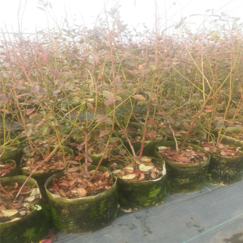 早熟云雀藍(lán)莓苗種植技術(shù)云雀藍(lán)莓苗適應(yīng)土壤