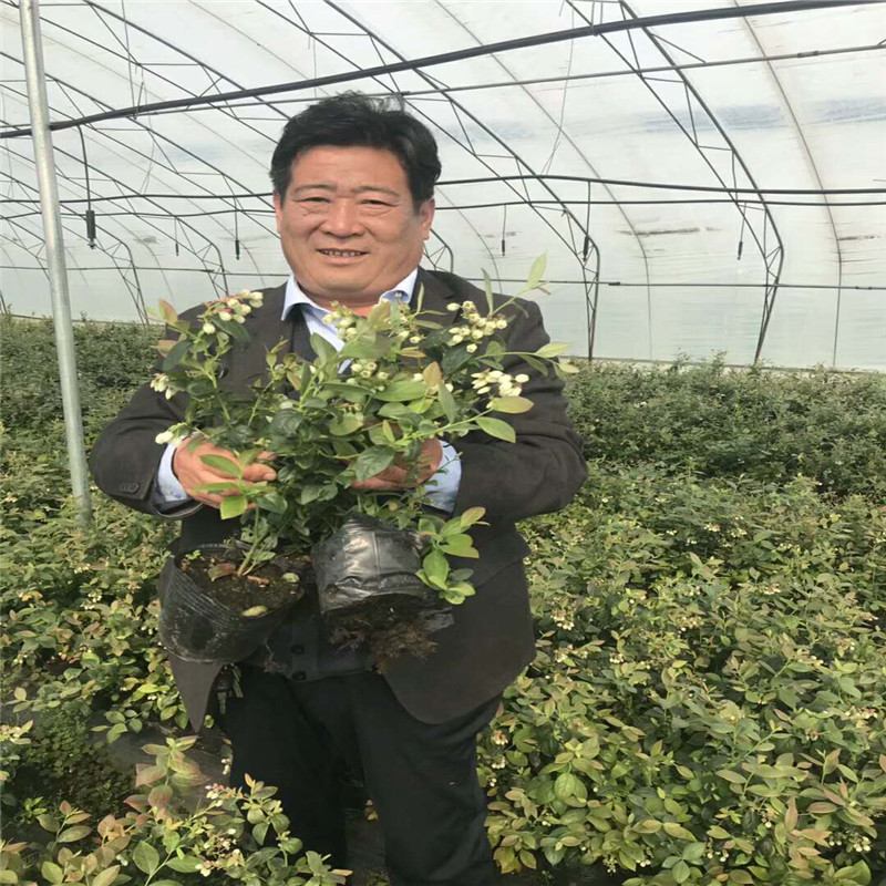 營養(yǎng)缽云雀藍(lán)莓苗品種介紹云雀藍(lán)莓苗幾月修剪