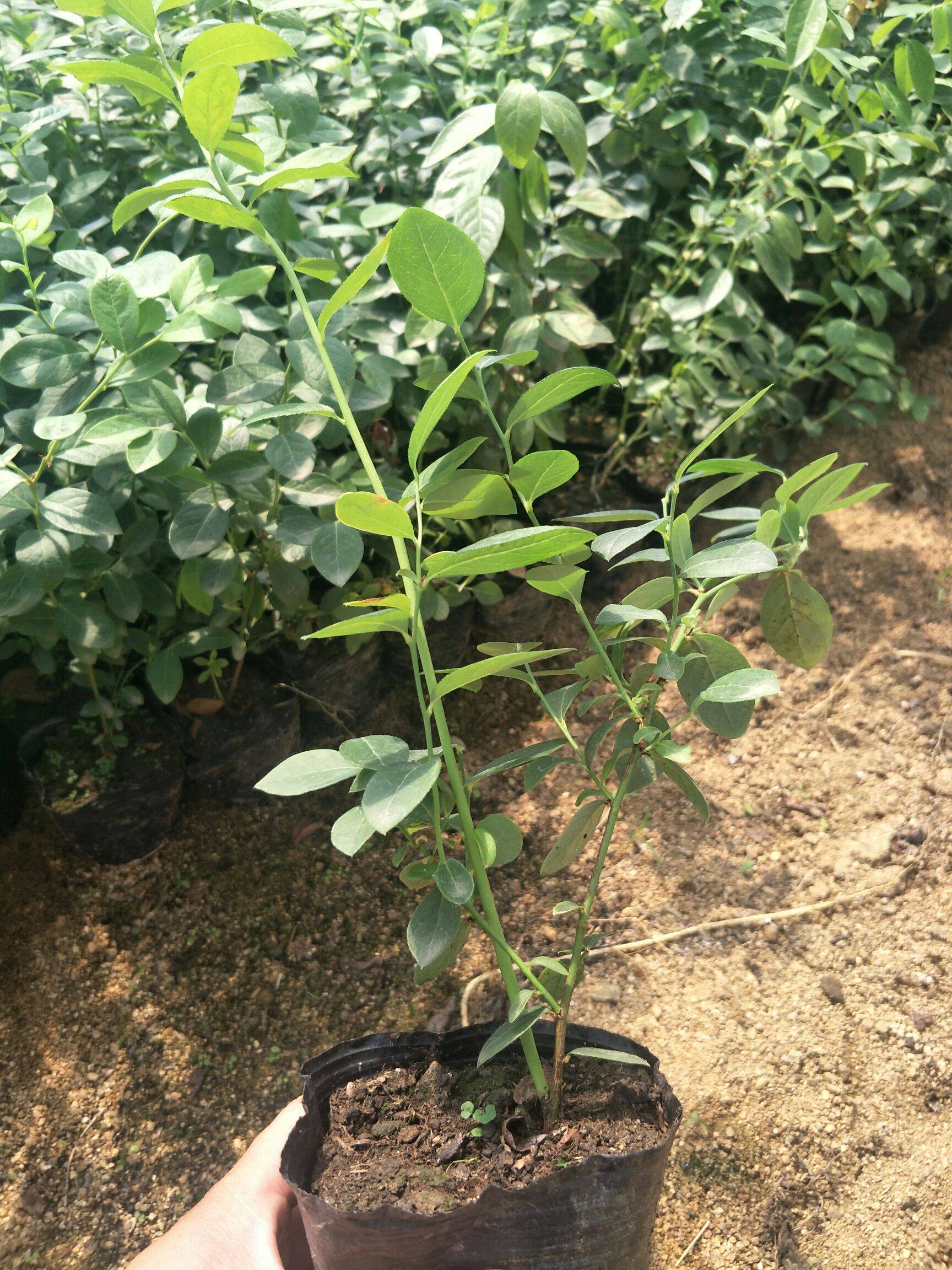 早熟云雀藍(lán)莓苗種植技術(shù)云雀藍(lán)莓苗幾月種植