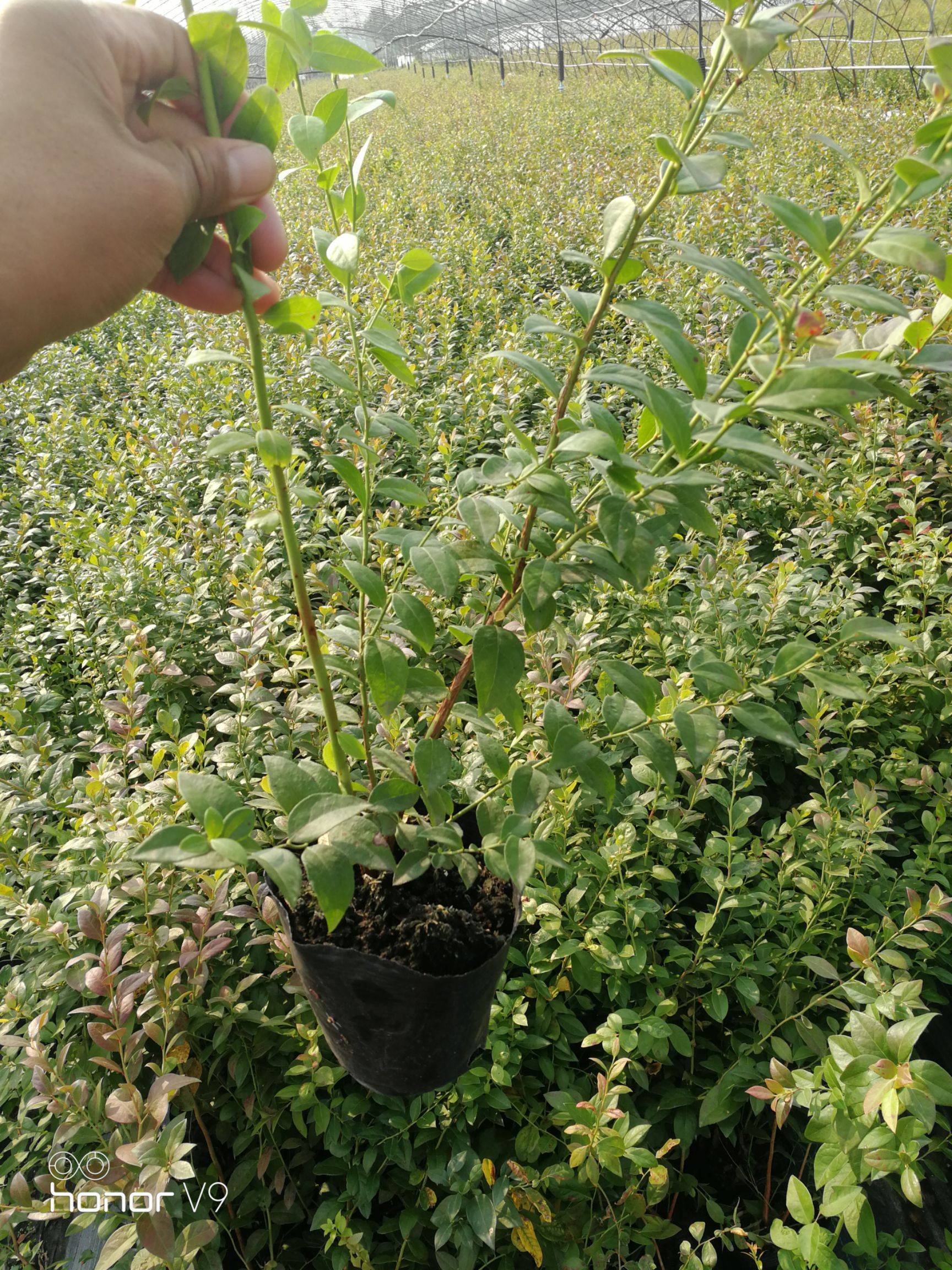 早熟云雀藍(lán)莓苗種植技術(shù)云雀藍(lán)莓苗幾月種植