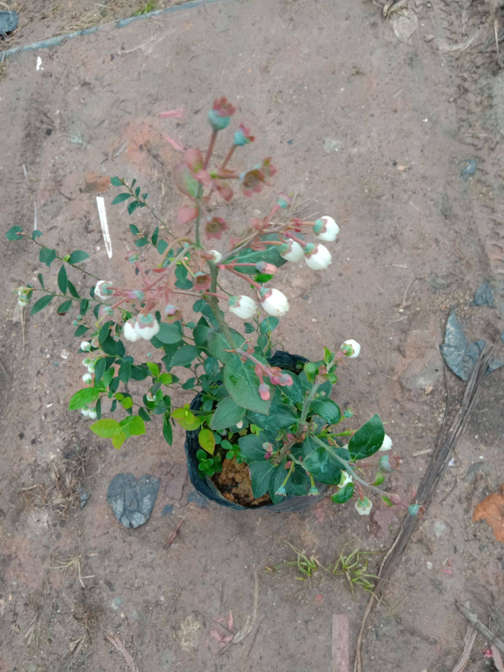 早熟云雀藍(lán)莓苗種植技術(shù)云雀藍(lán)莓苗適應(yīng)土壤