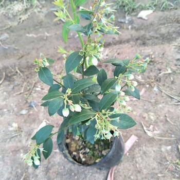 遼寧云雀藍(lán)莓苗大型育苗基地云雀藍(lán)莓苗種植要求