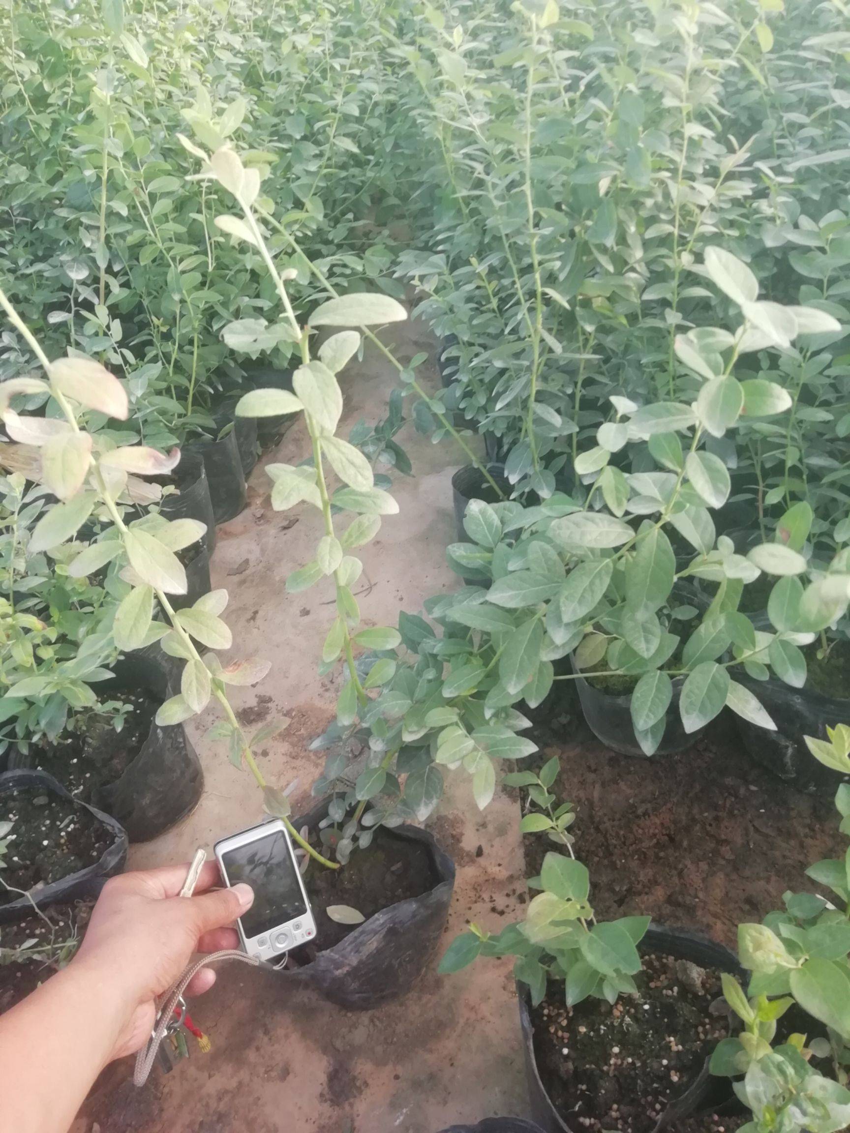 泰安云雀藍莓苗品種介紹云雀藍莓苗根系發(fā)達