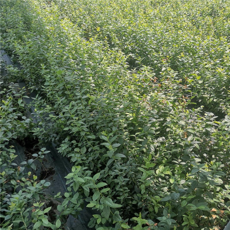 營養缽云雀藍莓苗培育基地云雀藍莓樹苗品種