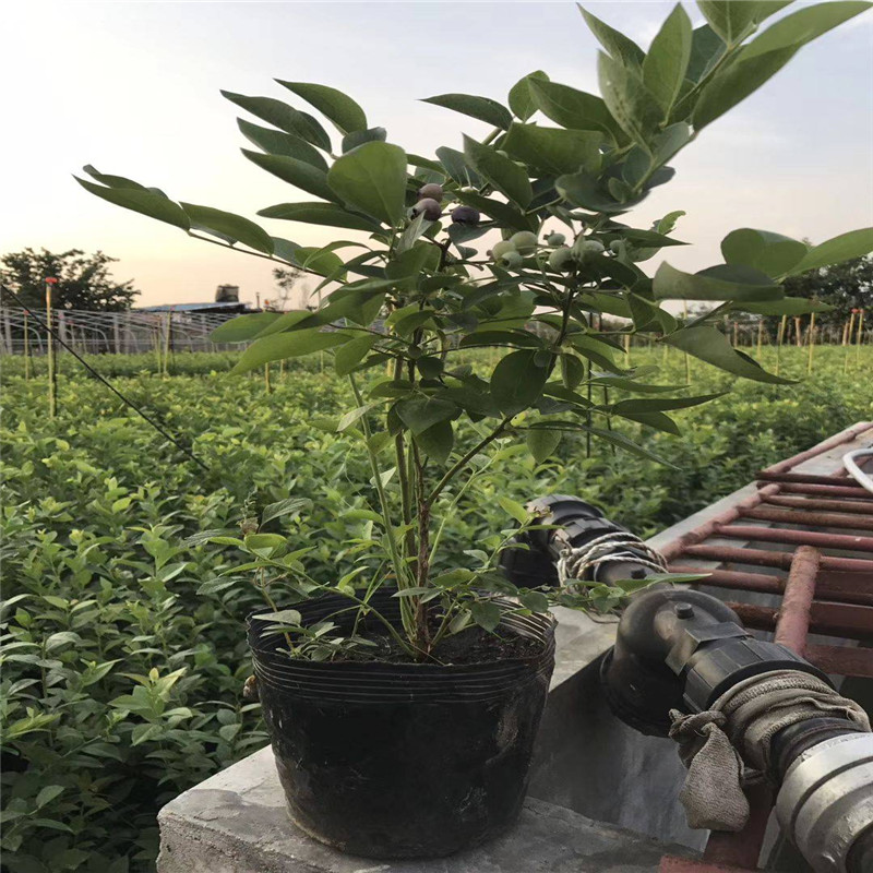 營養缽云雀藍莓苗品種介紹云雀藍莓苗種植要求