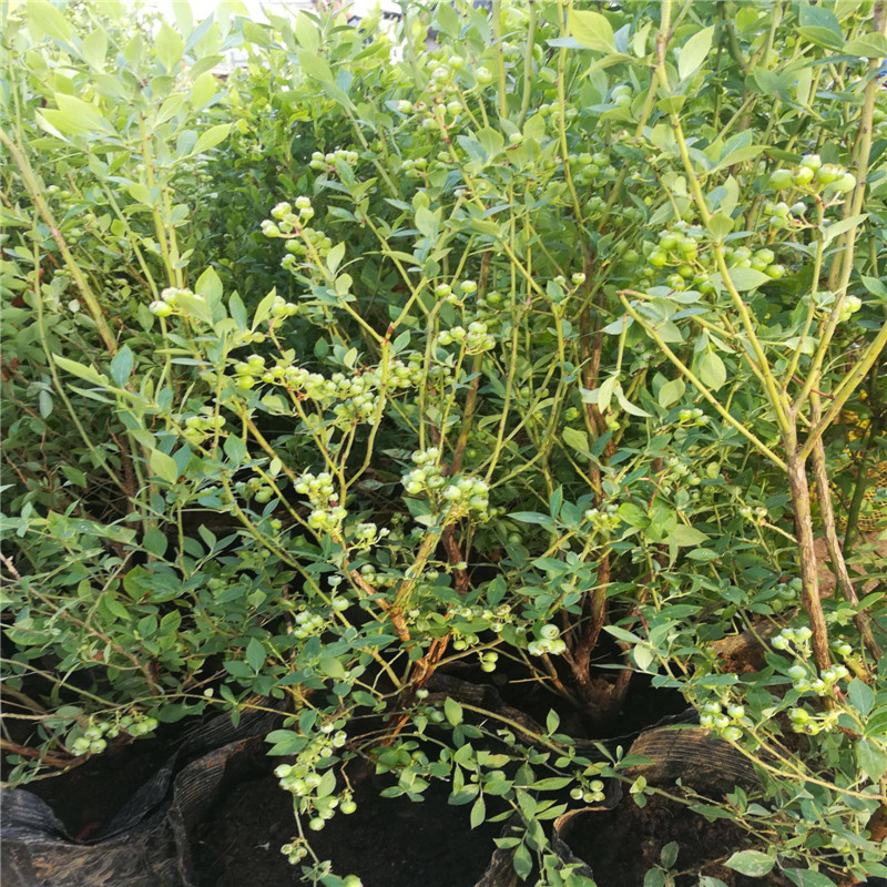 云雀藍(lán)莓苗栽培技術(shù)云雀藍(lán)莓苗種植要求