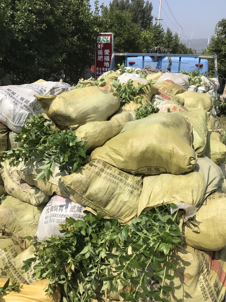 極早熟云雀藍莓苗育苗基地云雀藍莓苗適應土壤
